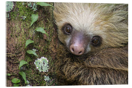 Akrylbillede Two-Toed Sloth, Tortuguero, Costa Rica