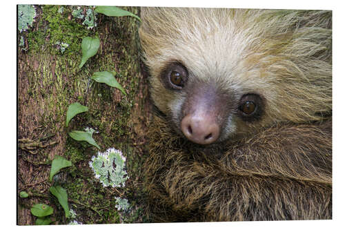 Aluminiumtavla Two-Toed Sloth, Tortuguero, Costa Rica