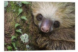 Tableau en PVC Two-Toed Sloth, Tortuguero, Costa Rica