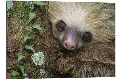 Gallery print Two-Toed Sloth, Tortuguero, Costa Rica