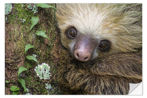 Vinilo para la pared Two-Toed Sloth, Tortuguero, Costa Rica