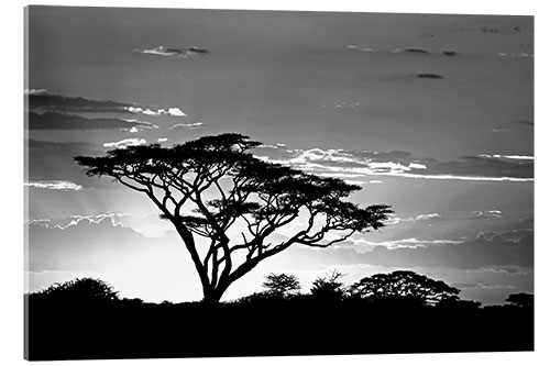 Acrylic print Silhouette of an African tree I