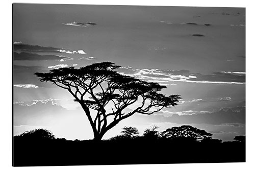 Print på aluminium Silhouette of an African tree I