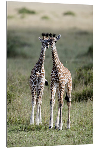 Quadro em alumínio Young Masai Giraffes, Masai Mara National Reserve, Kenya