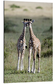 Aluminium print Young Masai Giraffes, Masai Mara National Reserve, Kenya