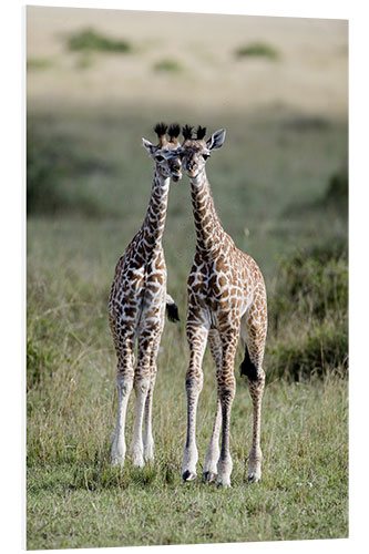 Tableau en PVC Young Masai Giraffes, Masai Mara National Reserve, Kenya