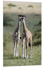 Foam board print Young Masai Giraffes, Masai Mara National Reserve, Kenya