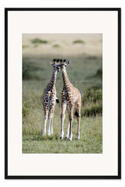 Gerahmter Kunstdruck Junge Masai-Giraffen, Masai Mara National Reserve, Kenia