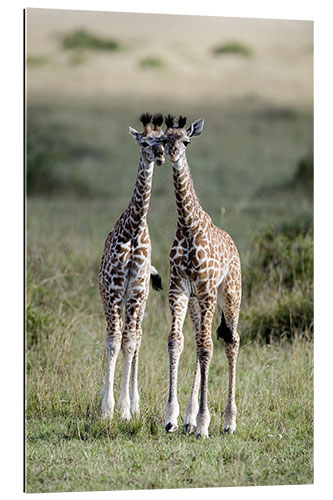 Galleritryck Young Masai Giraffes, Masai Mara National Reserve, Kenya