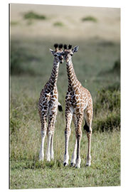 Gallery print Young Masai Giraffes, Masai Mara National Reserve, Kenya