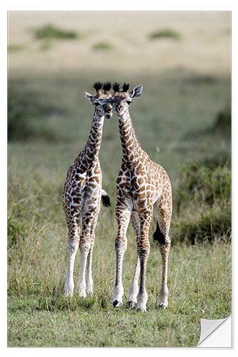 Wandsticker Junge Masai-Giraffen, Masai Mara National Reserve, Kenia