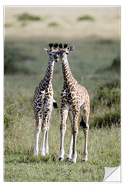 Selvklebende plakat Young Masai Giraffes, Masai Mara National Reserve, Kenya