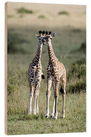 Wood print Young Masai Giraffes, Masai Mara National Reserve, Kenya