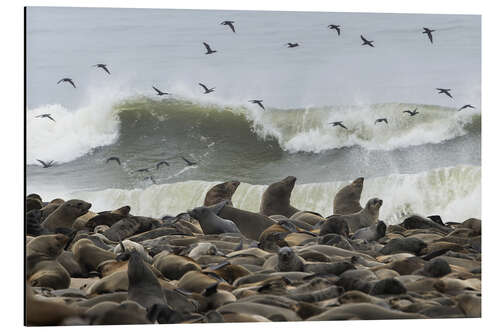 Tableau en aluminium Cape Fur Seals colony with flock of birds, Cape Cross, Namibia