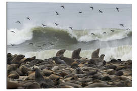 Aluminium print Cape Fur Seals colony with flock of birds, Cape Cross, Namibia