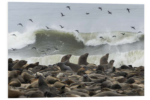 Tableau en PVC Cape Fur Seals colony with flock of birds, Cape Cross, Namibia