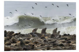 Foam board print Cape Fur Seals colony with flock of birds, Cape Cross, Namibia