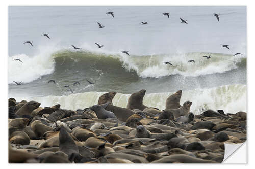 Sisustustarra Cape Fur Seals colony with flock of birds, Cape Cross, Namibia