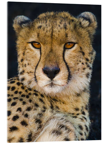 Acrylglasbild Gepard schaut in die Kamera, Serengeti National Park