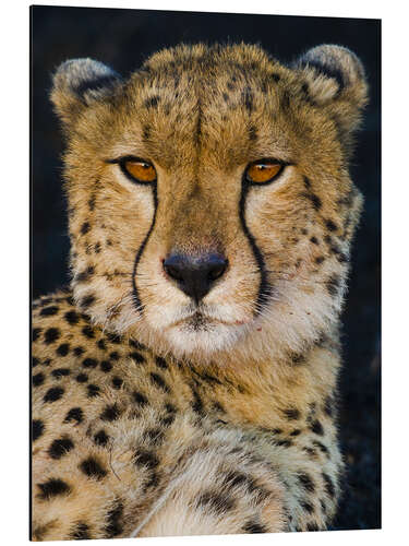 Cuadro de aluminio Cheetah looking at camera, Serengeti National Park