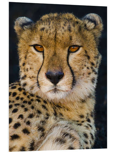 PVC-tavla Cheetah looking at camera, Serengeti National Park