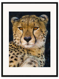 Gerahmter Kunstdruck Gepard schaut in die Kamera, Serengeti National Park