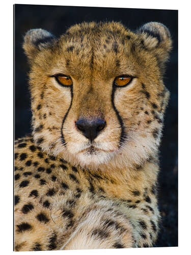 Quadro em plexi-alumínio Cheetah looking at camera, Serengeti National Park