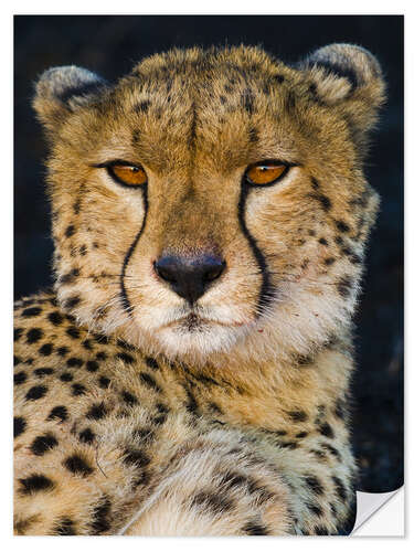 Vinilo para la pared Cheetah looking at camera, Serengeti National Park