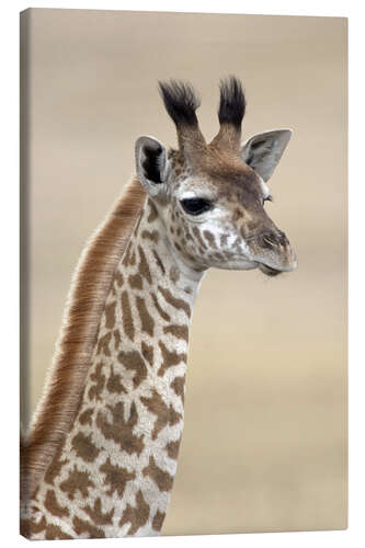 Lienzo Masai giraffe, Lake Naivasha, Kenya