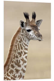 Foam board print Masai giraffe, Lake Naivasha, Kenya