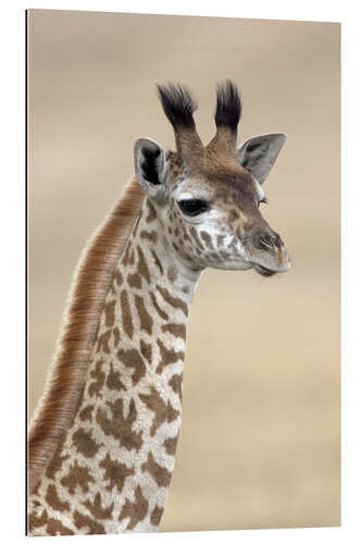 Gallery Print Massai-Giraffe, Naivasha-See, Kenia