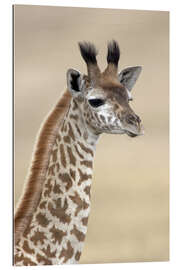 Gallery print Masai giraffe, Lake Naivasha, Kenya