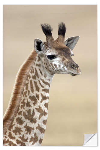 Naklejka na ścianę Masai giraffe, Lake Naivasha, Kenya