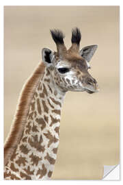 Wandsticker Massai-Giraffe, Naivasha-See, Kenia