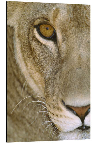 Aluminiumsbilde Lioness Close-Up I