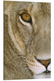 Aluminium print Lioness Close-Up I