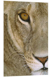 Tableau en PVC Lioness Close-Up I