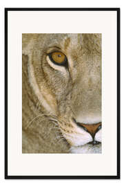 Gerahmter Kunstdruck Löwin Nahaufnahme I
