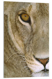 Galleriprint Lioness Close-Up I