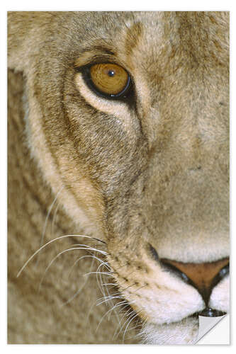 Selvklebende plakat Lioness Close-Up I