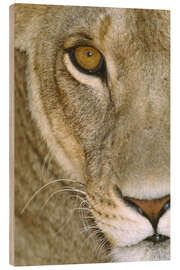 Quadro de madeira Lioness Close-Up I