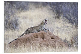 Aluminium print Leopard yawning on a termite mound