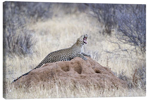 Canvas print Leopard yawning on a termite mound