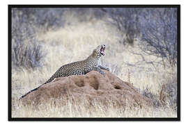 Gerahmter Kunstdruck Leopard gähnend auf einem Termitenhügel