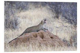 Foam board print Leopard yawning on a termite mound