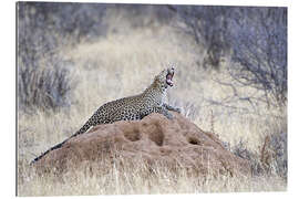 Gallery print Leopard yawning on a termite mound