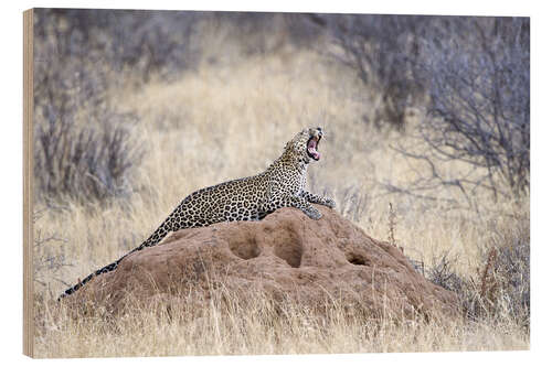 Hout print Leopard yawning on a termite mound