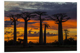 Quadro em PVC Avenue of Baobabs at sunset, Madagascar