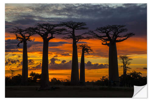 Wall sticker Avenue of Baobabs at sunset, Madagascar