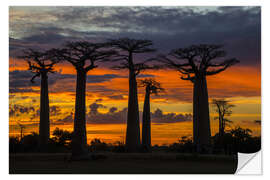 Wall sticker Avenue of Baobabs at sunset, Madagascar